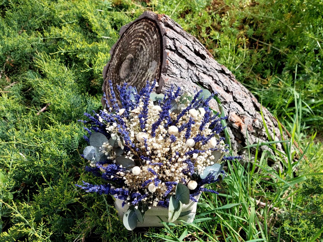 Lavanda, eucalipto y paniculata